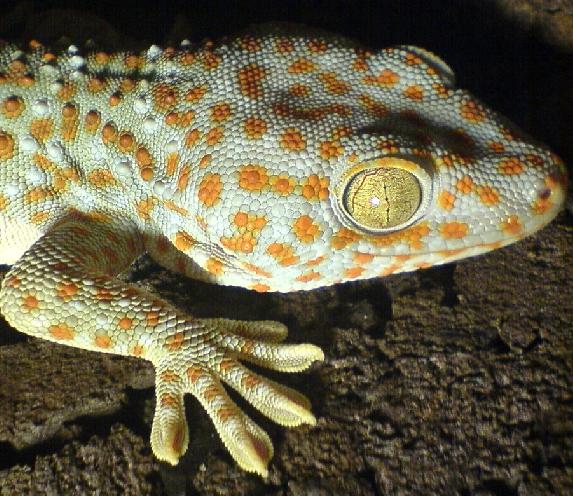 Closeup of a live gecko